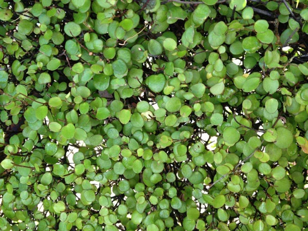 MUEHLENBECKIA IN VASO DA 17CM