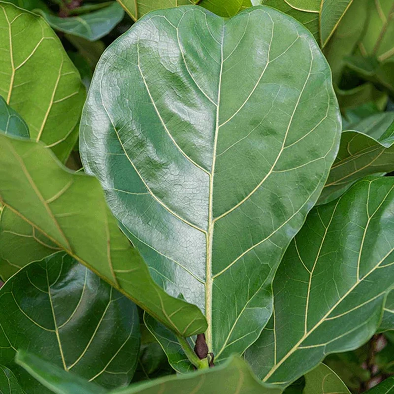 FICUS LYRATA 21CM
