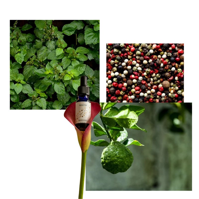 Pepper Palm - Scent oil