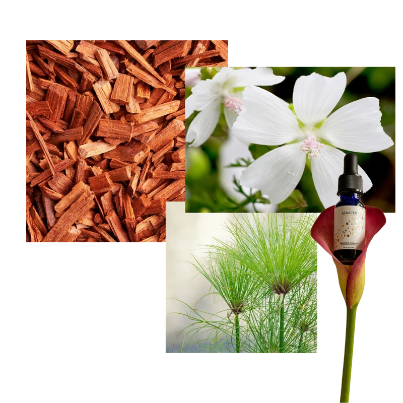 Santal Dream - Scent oil
