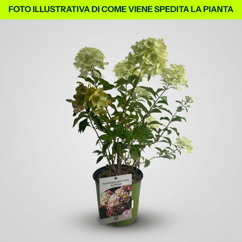 Hydrangea Paniculata Graffiti in vaso da 18cm