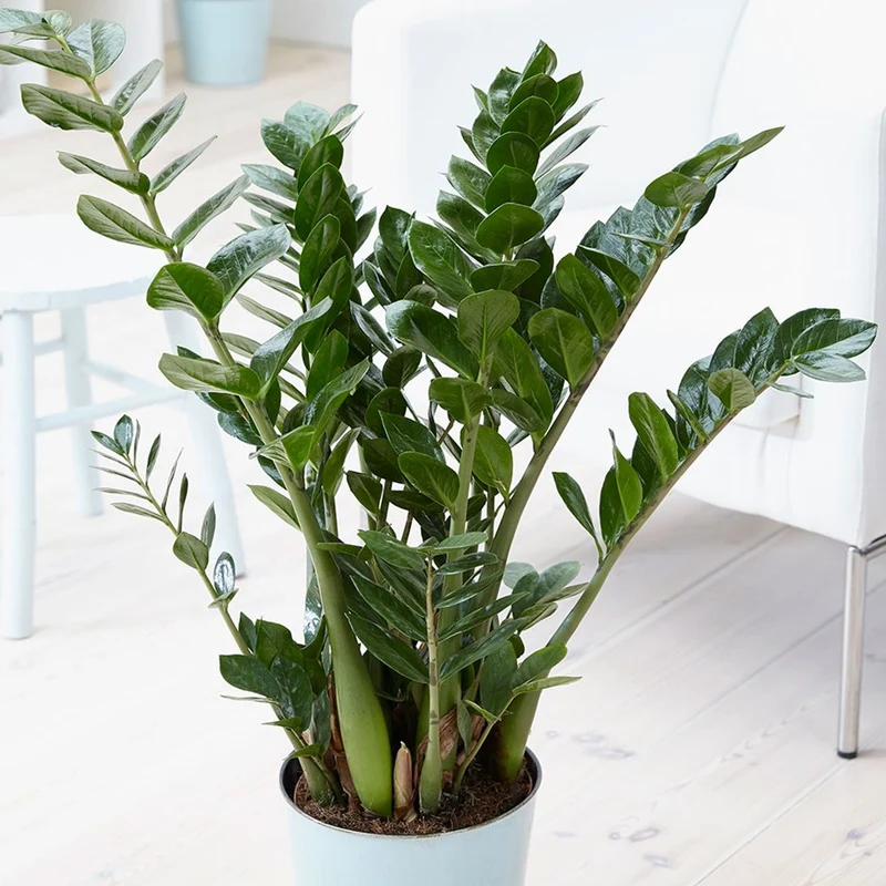 ZAMIOCULCAS IN VASO 17CM