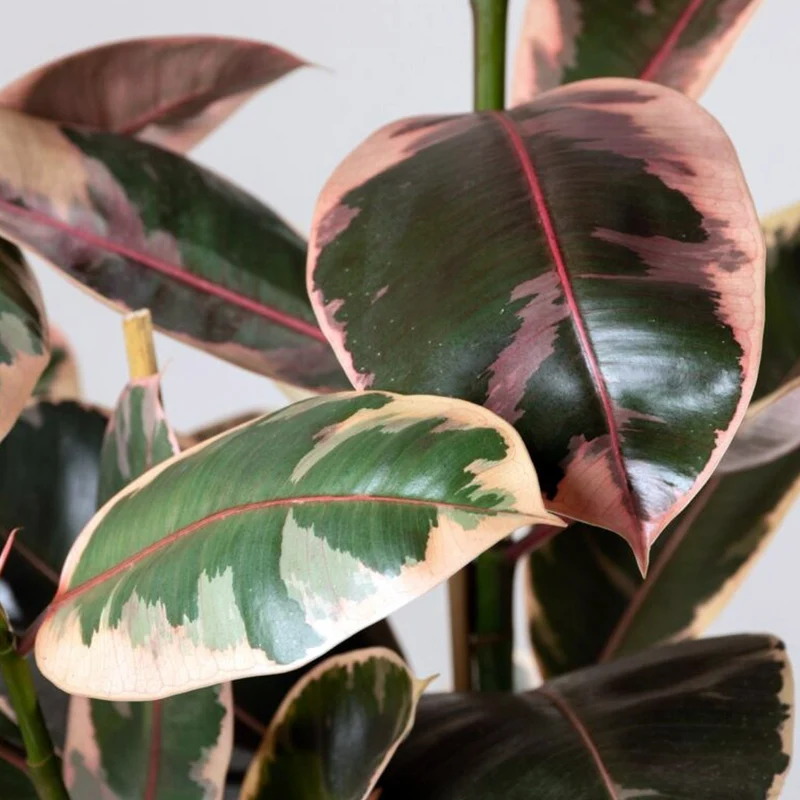 Ficus Elastica Belize in Vaso da 21cm