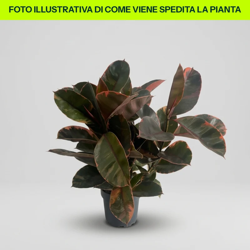 Ficus Elastica Belize in Vaso da 21cm