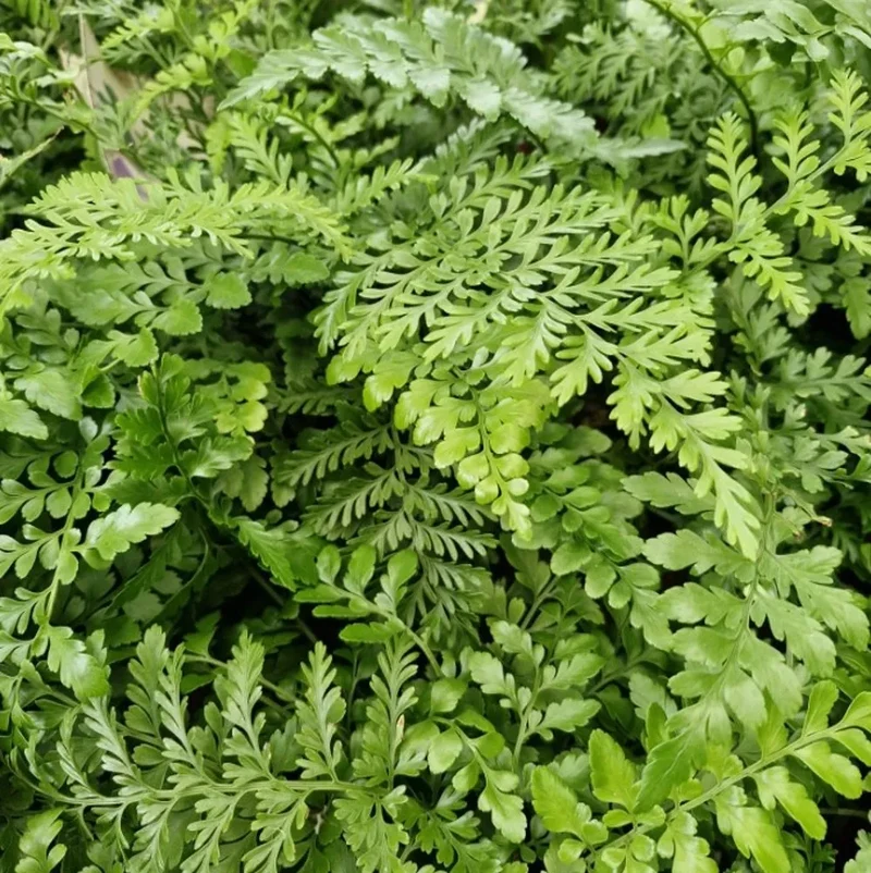 Asplenium Parvati in Vaso Basket da 20cm