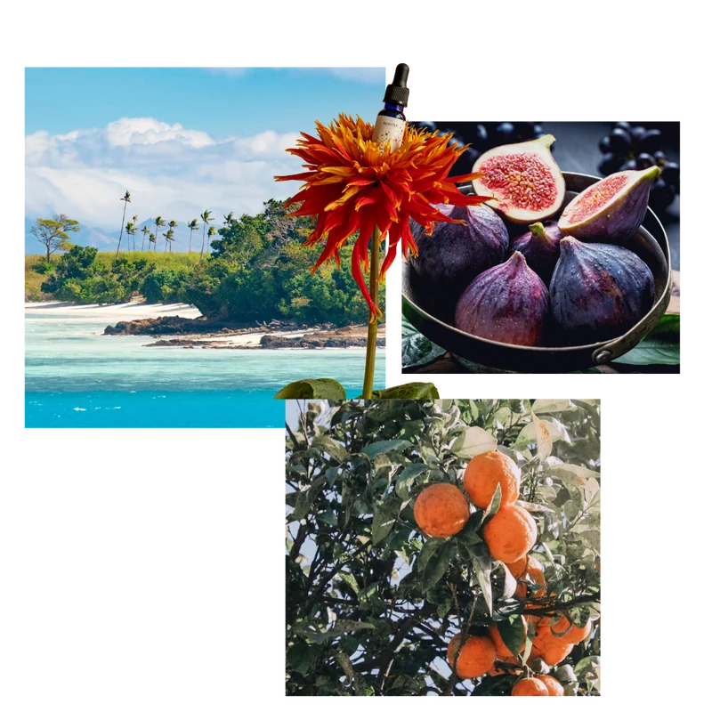 Fiji Figs - Scent oil