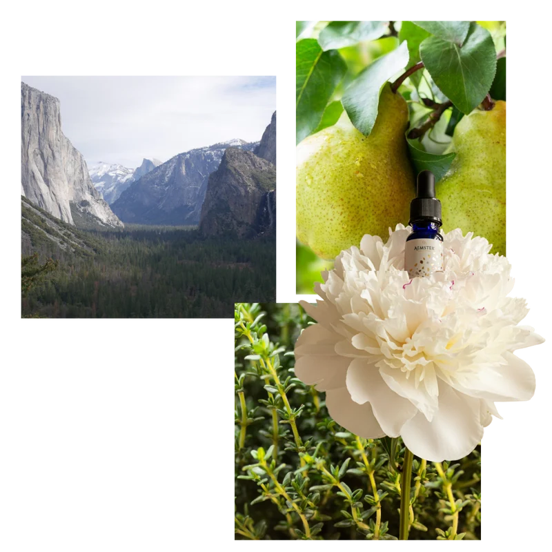 Mint & Thyme - Scent oil