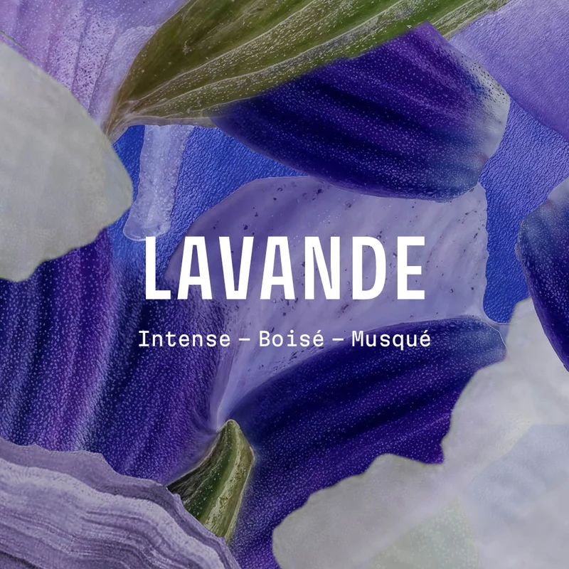 Crème mains hydratante – Lavande Iconique 75ml