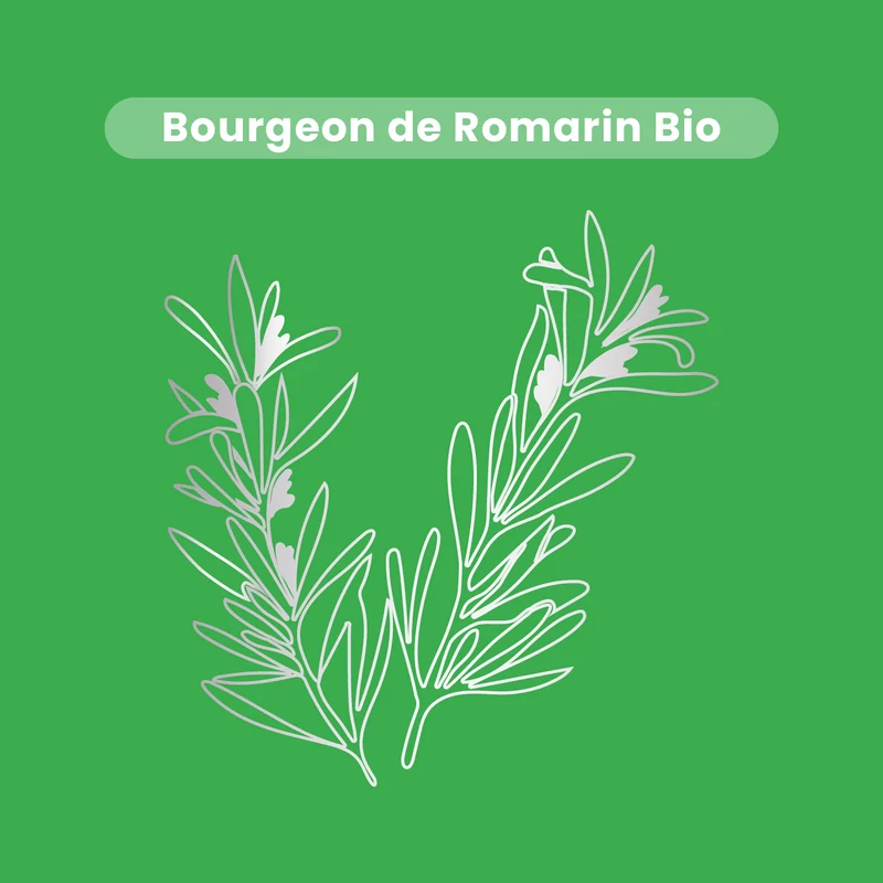 Macérat de Bourgeons - Romarin Bio