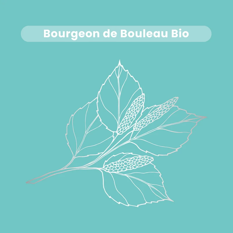 Macérat de Bourgeons - Bouleau Bio