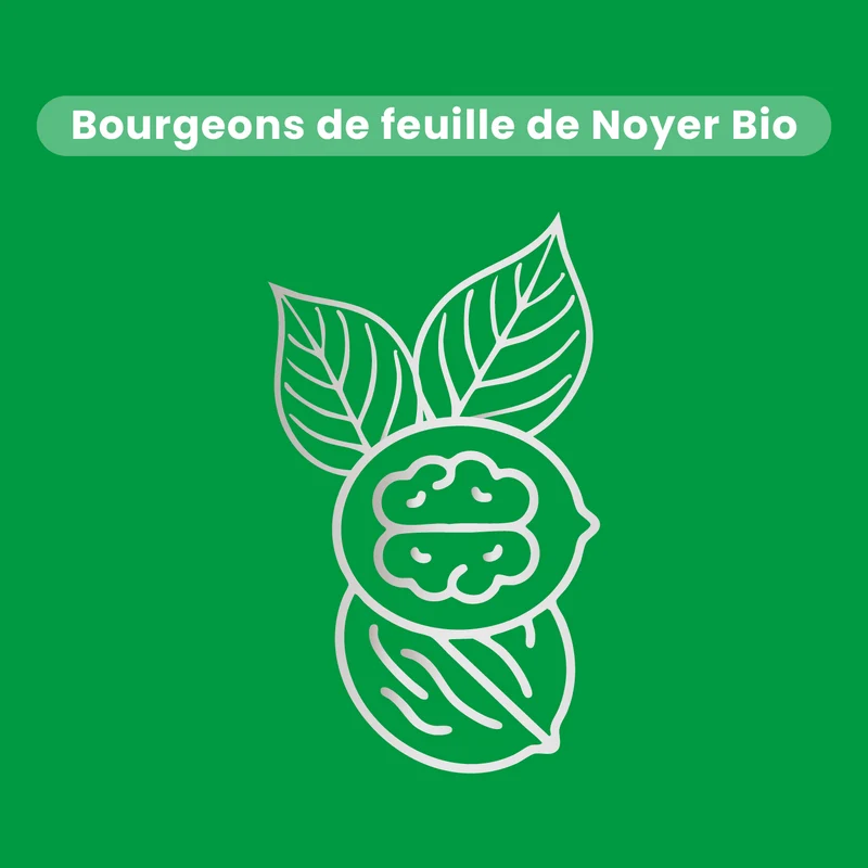Macérat de Bourgeons - Noyer Bio