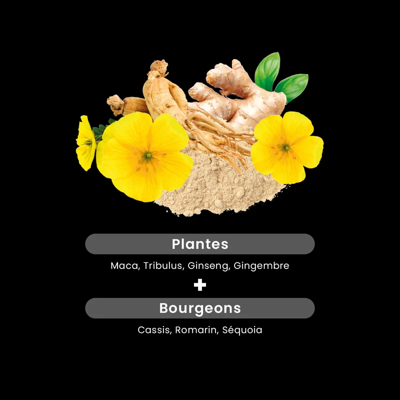 Maca 1500 Tribulus Ginseng Gingembre - 20 ampoules