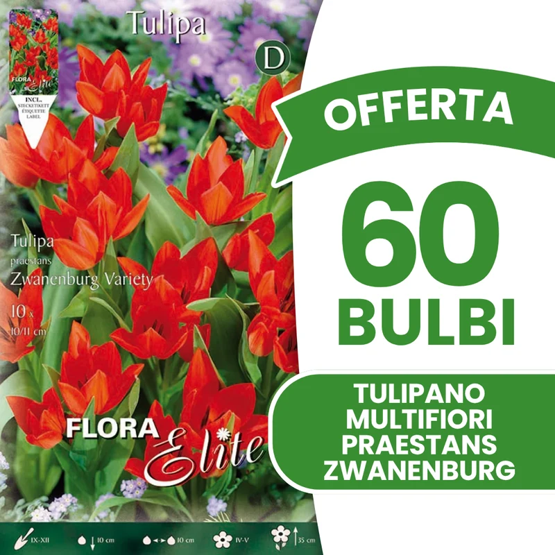 OFFERTA 60 BULBI DI TULIPANO MULTIFIORI PRAESTANS ZWANENBURG