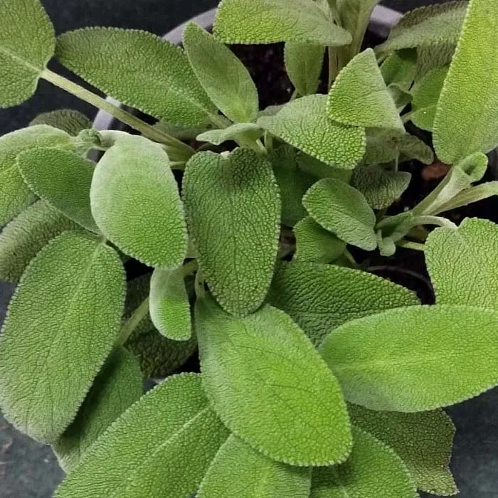 SALVIA IN VASO 18CM