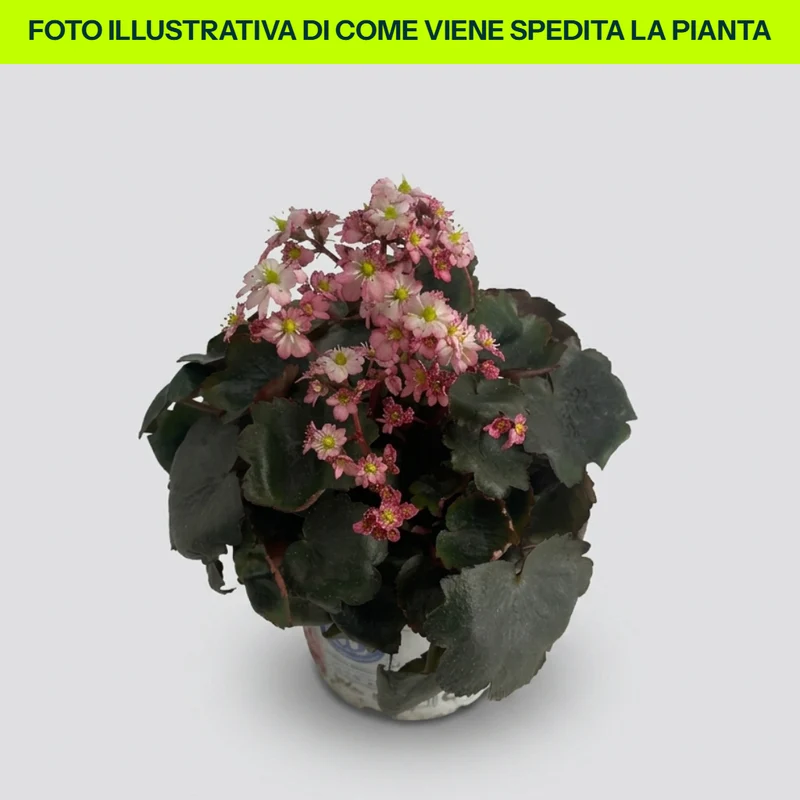 Saxifraga Cort. Dancing in vaso da 12cm