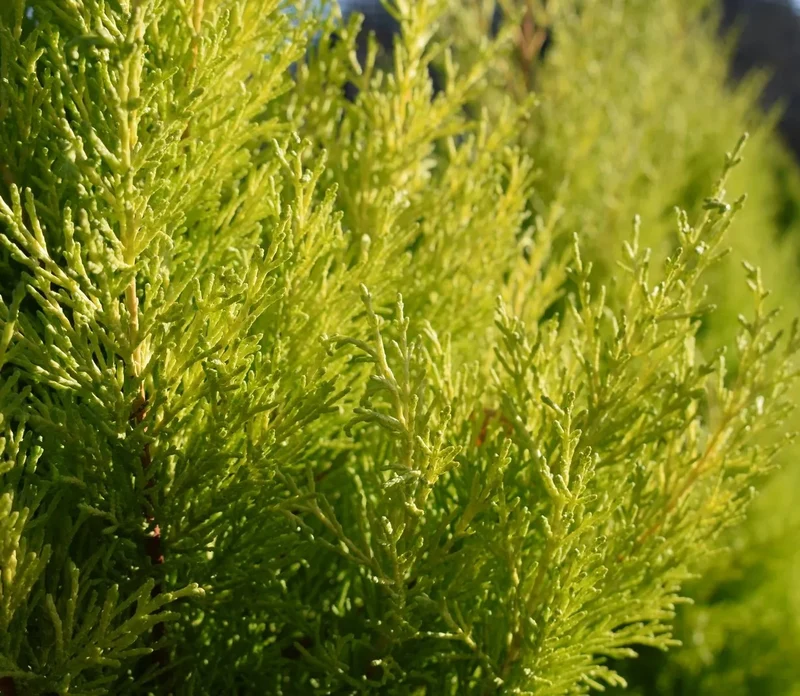 CUPRESSUS WILMA IN VASO DA 21CM