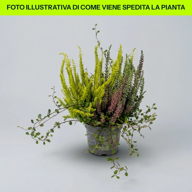 Composizione Calluna E Muehlenbeckia in vaso da 10.5cm