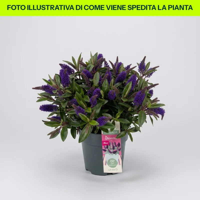 HEBE IDA BLU INTENSO VASO 15CM