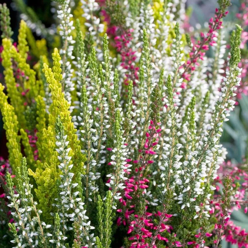 OFFERTA 3 PIANTE CALLUNA VULGARIS BIANCO,ROSA, ROSSO FUCSIA IN VASO DA 12CM