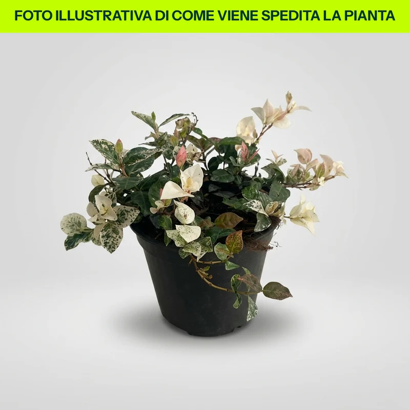 PIANTA TRACHELOSPERMUM GELSOMINO TRICOLOR, VASO 13CM