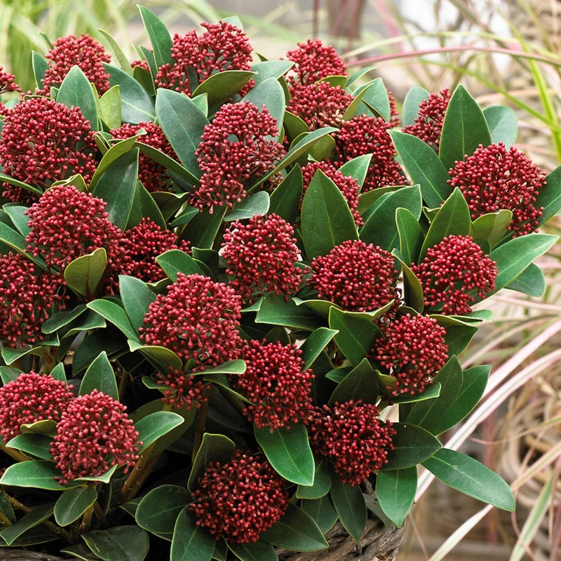 SKIMMIA JAPONICA RUBELLA BICOLOR IN VASO DA 17CM