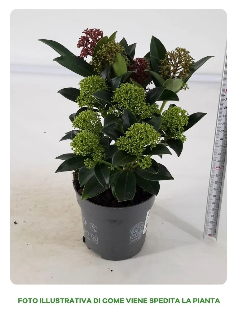 SKIMMIA JAPONICA RUBELLA BICOLOR IN VASO DA 17CM