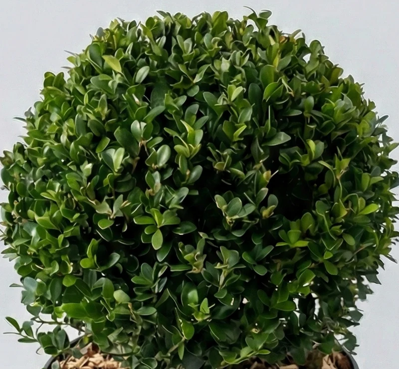 Ilex Crenata Dark Green Globo in Vaso da 17cm