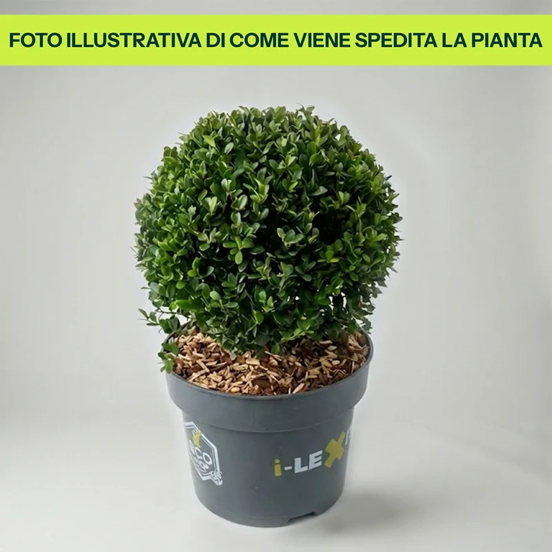 Ilex Crenata Dark Green Globo in Vaso da 17cm