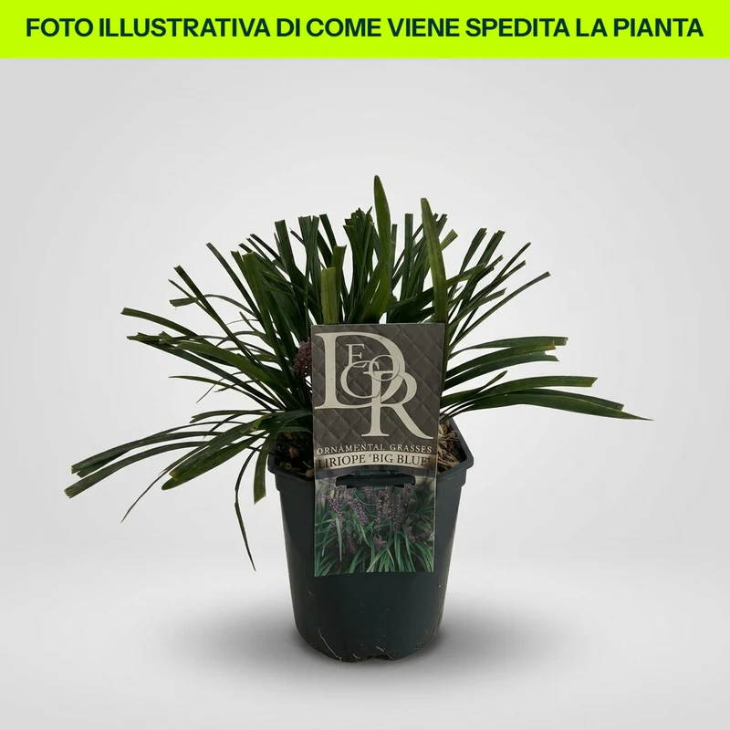 LIRIOPE BIG BLUE VASO 15CM
