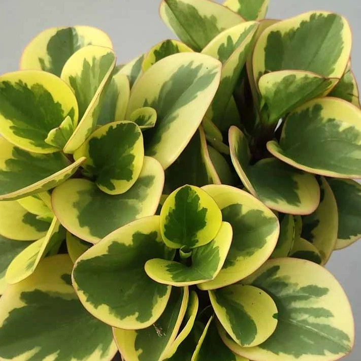 Peperomia Obtusifolia Bicolor in ciotola da 17cm