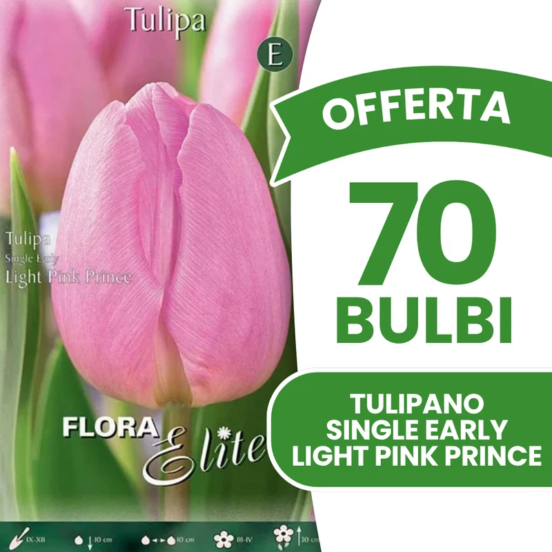 Offerta 70 Bulbi di Tulipano Single Early Light Pink Prince