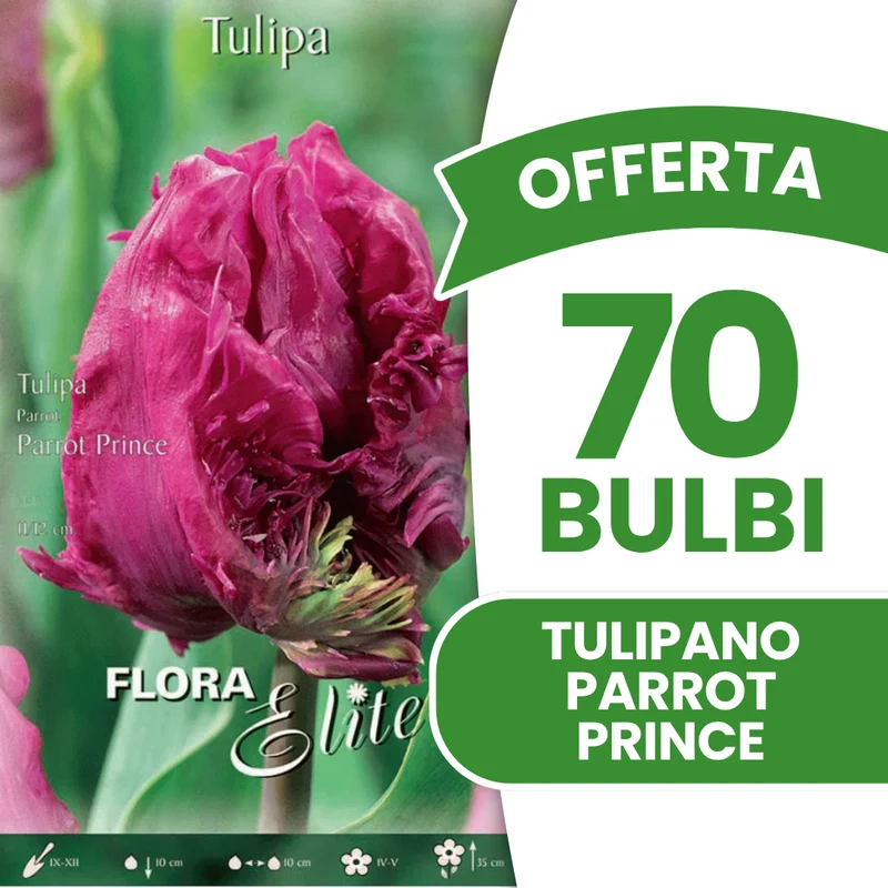 OFFERTA 70 BULBI DI TULIPANO PARROT PRINCE