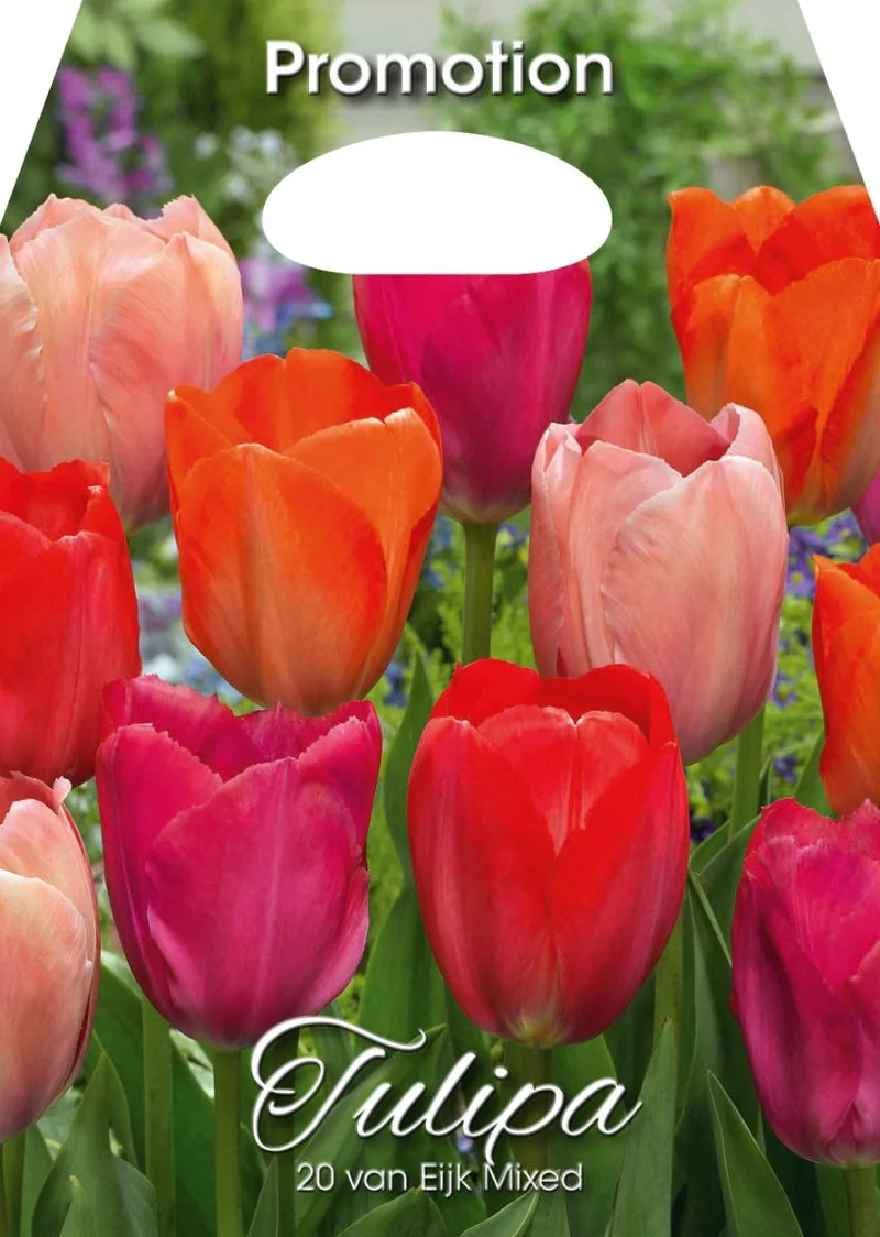 Mix Bulbi di Tulipano van Eijk 20 Bulbi