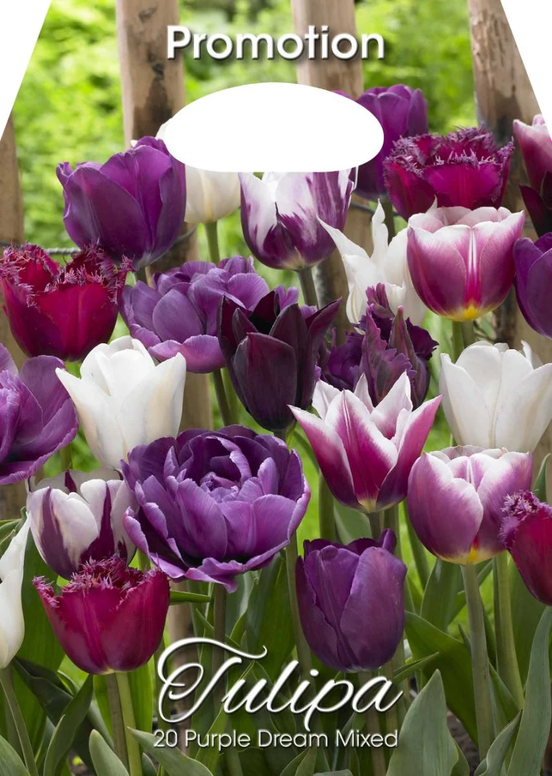 Mix Bulbi di Tulipano Purple Dream 20 Bulbi