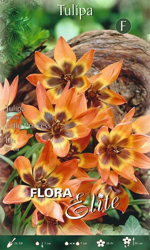 Bulbi di Tulipano Humilis Little Princess 10 Bulbi