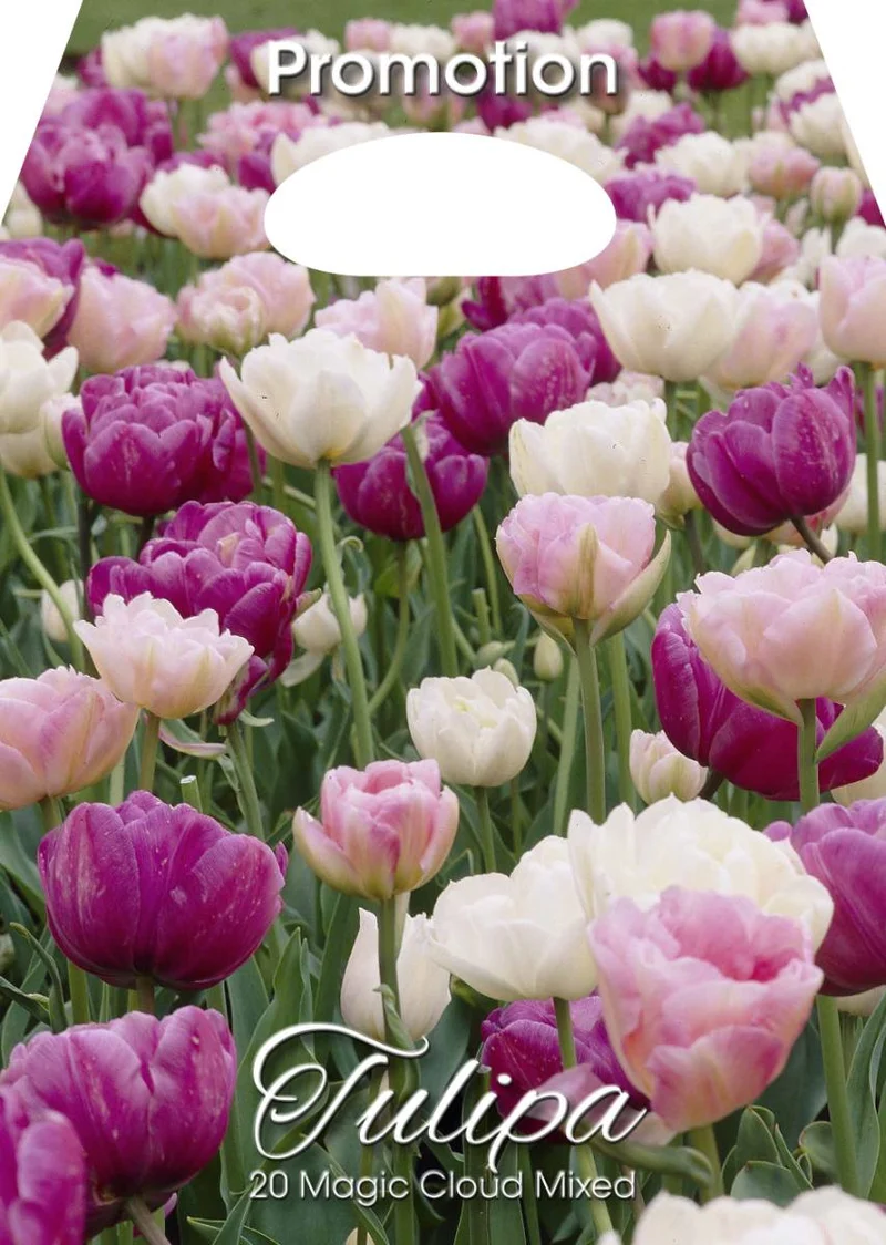 Mix Bulbi di Tulipano Magic Cloud 20 Bulbi