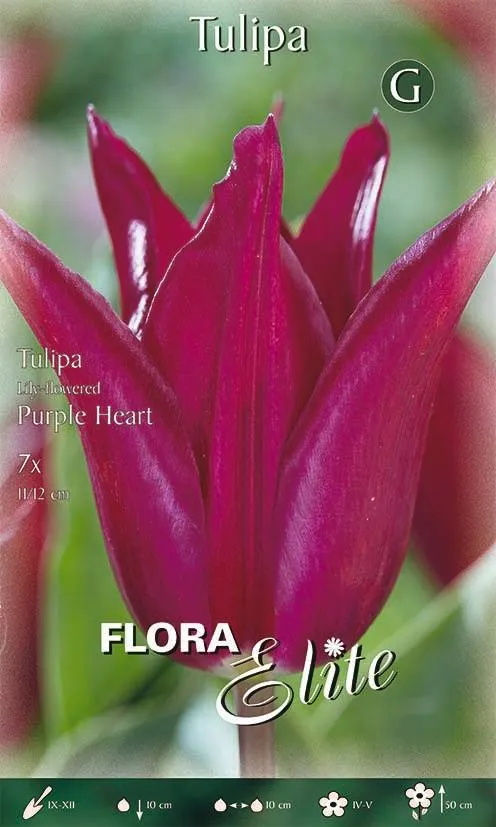Bulbi di Tulipano Fiore di Giglio Purple Heart 7 Bulbi