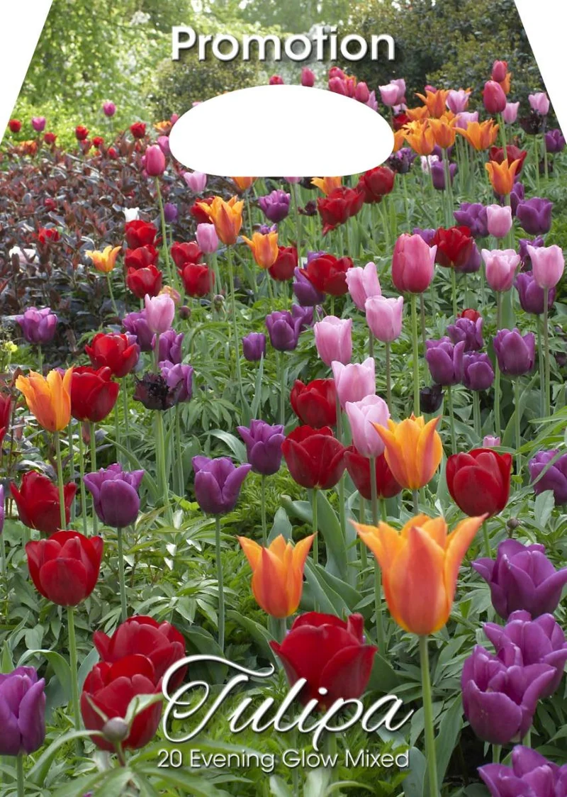 Mix Bulbi di Tulipano Evening Glow 20 Bulbi