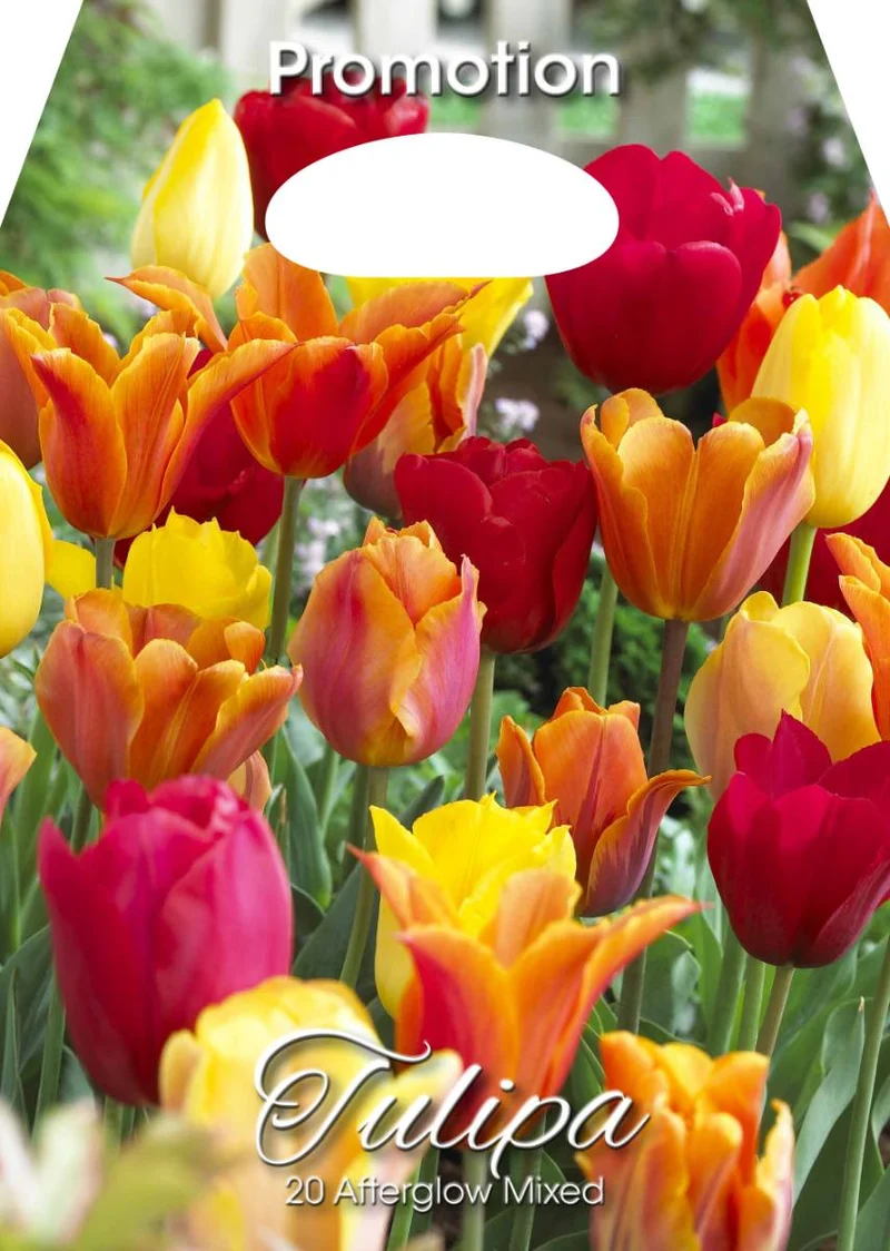 Mix Bulbi di Tulipano Afterglow 20 Bulbi