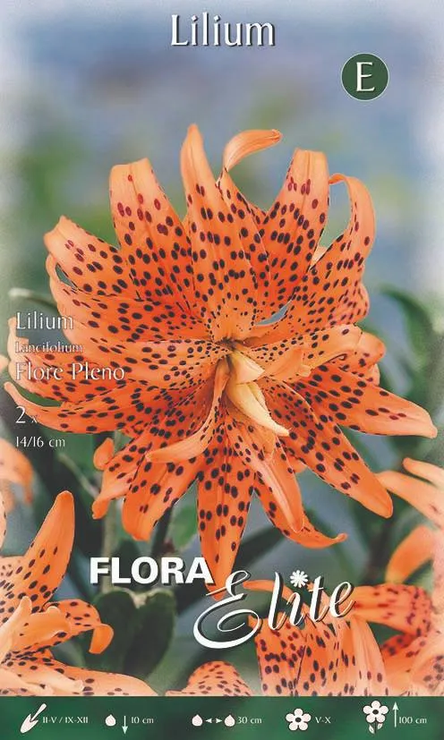 Bulbi Lilium Lancifolium Flore Pleno 2 Bulbi