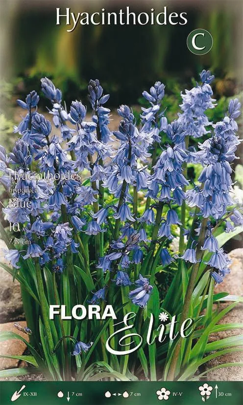 Bulbi di Giacinto dei boschi spagnolo blu 10 Bulbi