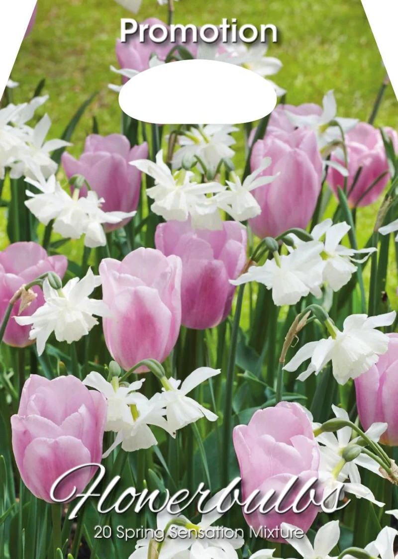 Mix Bulbi da Fiore Sensazione Primavera Tulipani e Narcisi 20 Bulbi