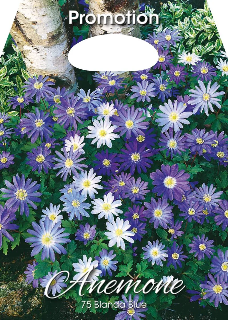 Bulbi di Anemone Blanda Blue 75 Bulbi