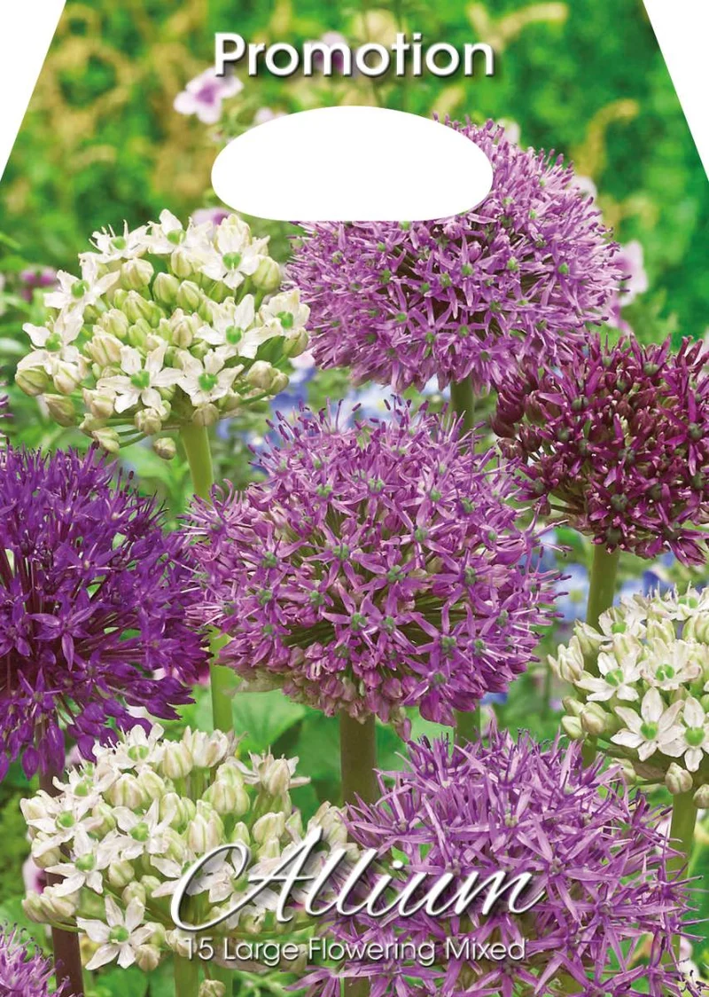 Bulbi di Allium Mix Fioritura Grande 15 Bulbi
