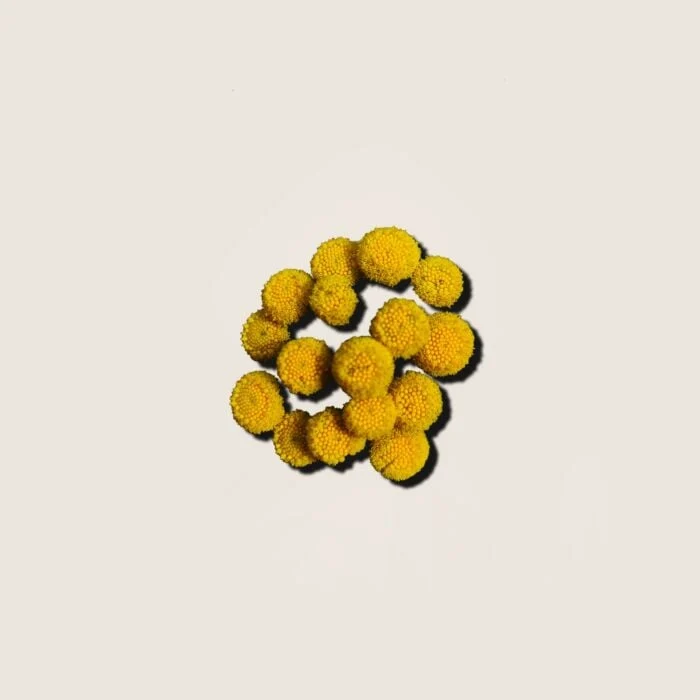 Huile Essentielle d'Hélichryse Alqvimia 5 ml
