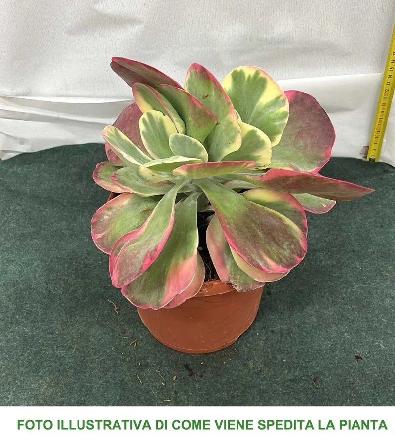 KALANCHOE THYRSIFLORA IN VASO 17CM