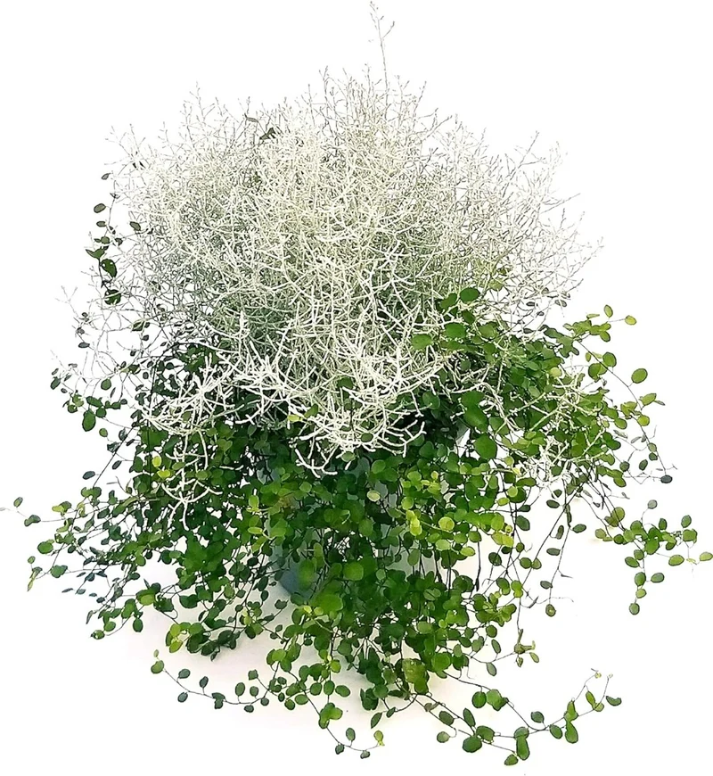CALOCEPHALUS E MUEHLENBECKIA IN VASO 17CM