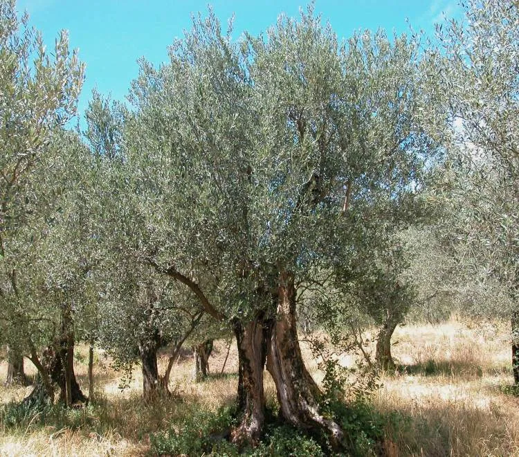 OLIVO OLEA EUROPAEA VASO 20CM