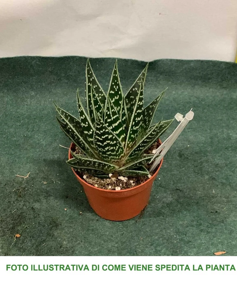 ALOE TIKI THAI IN VASO 9CM