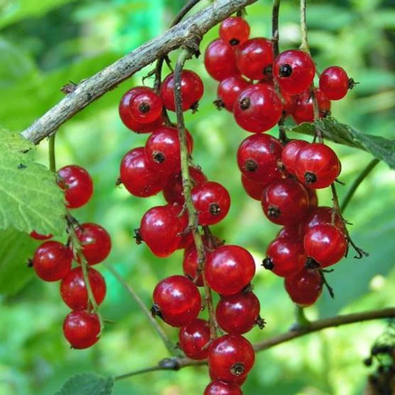 RIBES ROSSO TARDIVO VASO 12CM